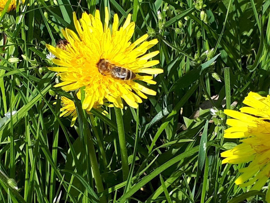 Biene auf Löwenzahn-Blüte