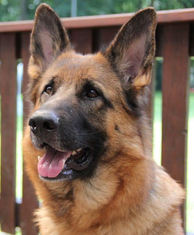 Degenerative Myelopathie wie sie unseren Hund, den Alltag und uns