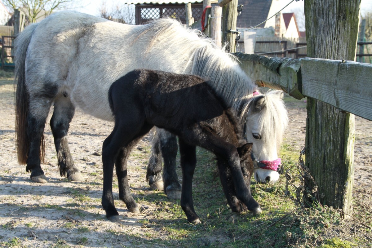 Shetland Pony Reiten Reitunterricht Kinderreiten 