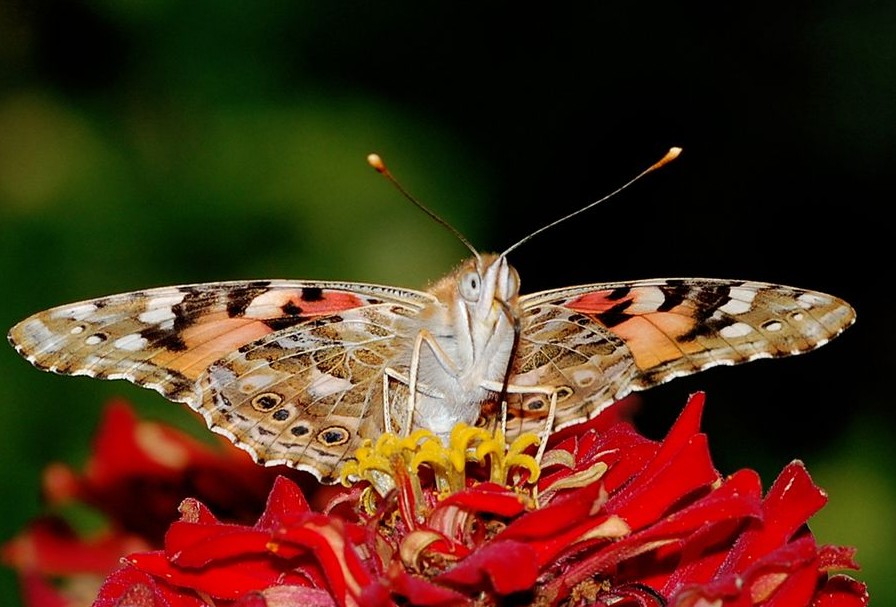 Bild Portfolio Schmetterlinge