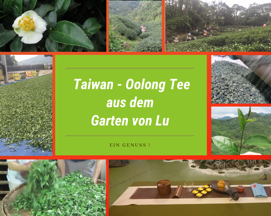 Taiwan Oolong