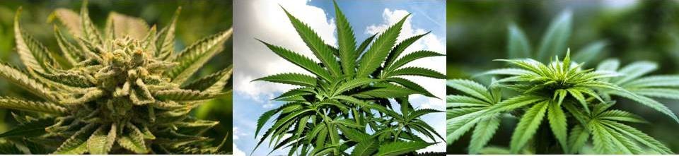 Verschiedene Arten der Hanf- bzw. Cannabispflanze