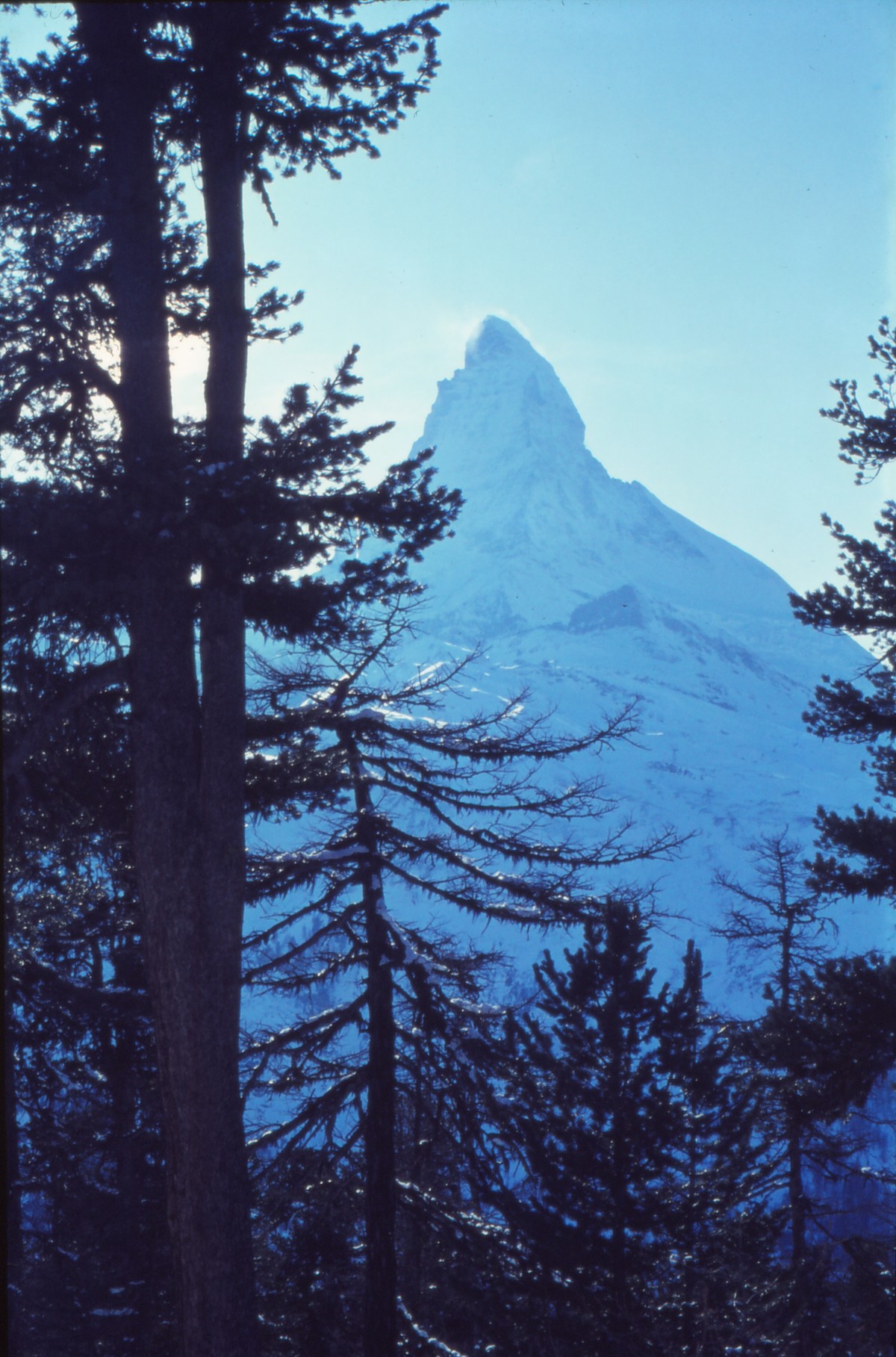 Zermatt, Matterhorn mit Nadelbäumen