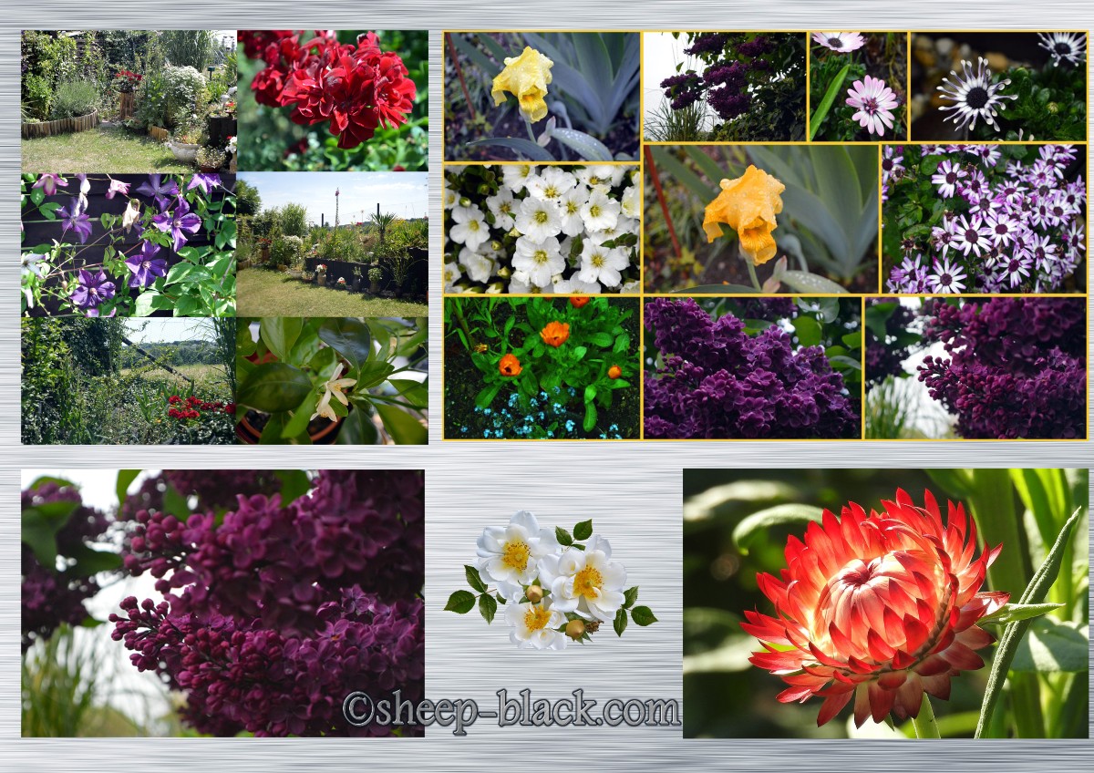 Flieder, Garten, Strohblumen,Fotografie