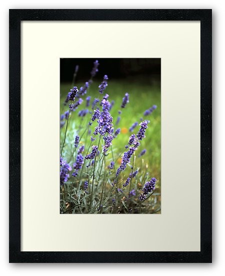 Lavendel-Bild im Rahmen