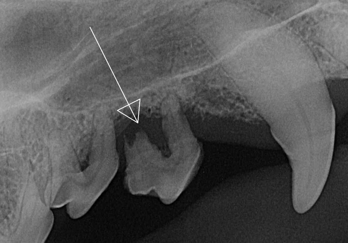 Zahnröntgen Hund mit Wurzelresorption Dr Greim