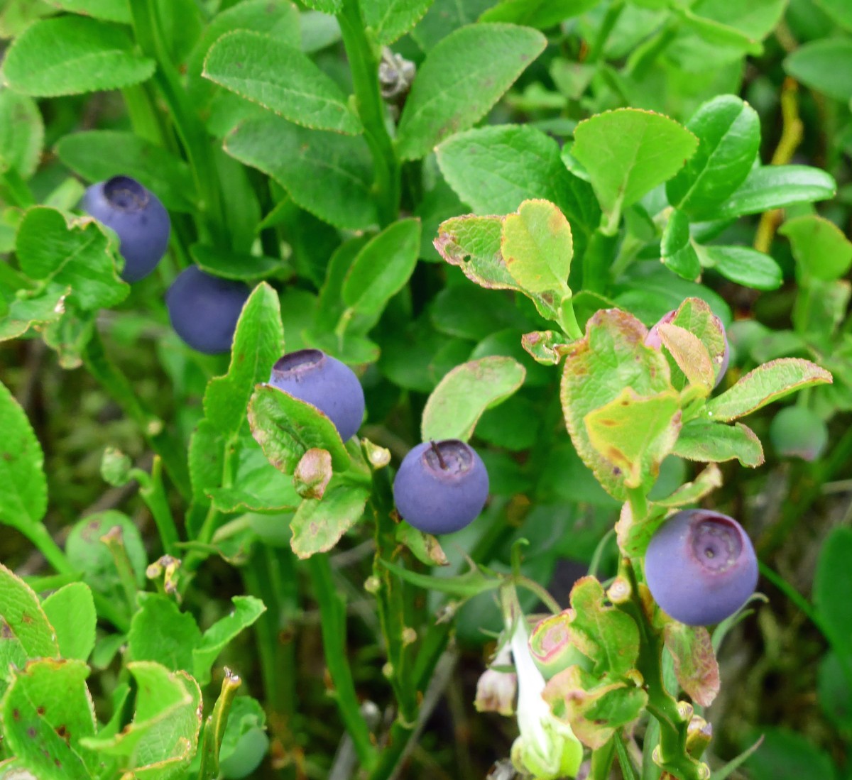 meine homepage berichte juni sept 2019