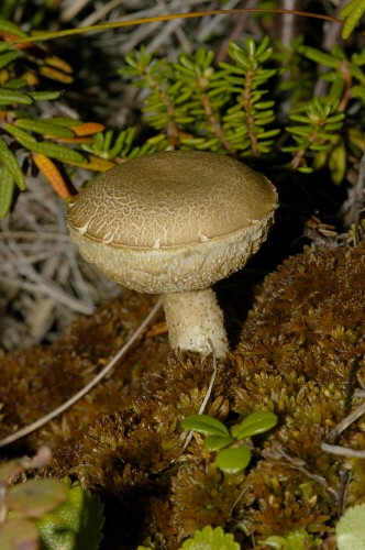 Meadow Mushroom (Agaricus campestris)