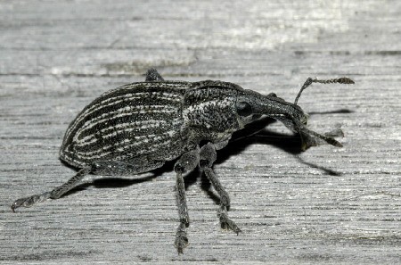 Rüsselkäfer (Hylobius abietis L.)
