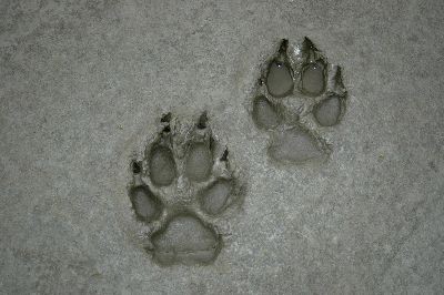 Wolf  footprint / Canis lupus / Yukon River Alaska