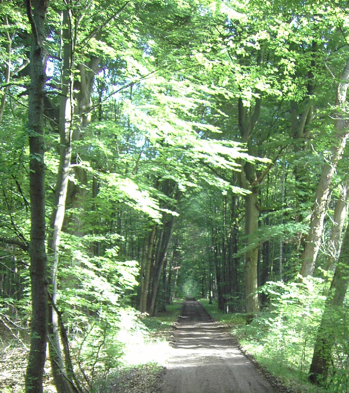 Waldweg in den Rheinauen von Hördt
