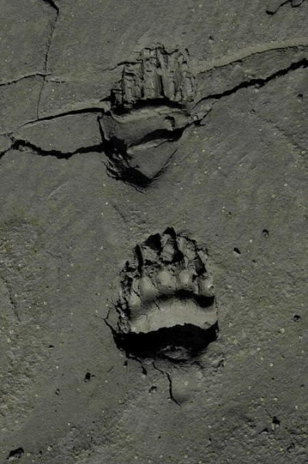 Grizzly  Tracks / Ursus arctos horribilis / Yukon 