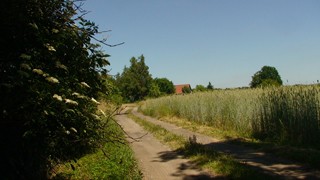 Basdorf Feldweg