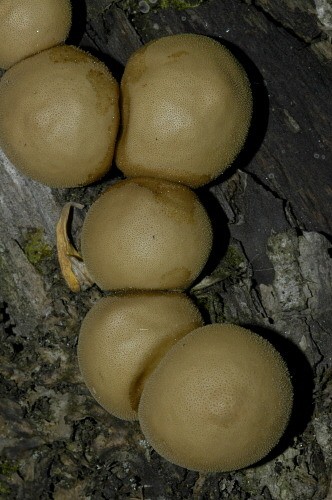 Tumbleball (Bovista plumbea)