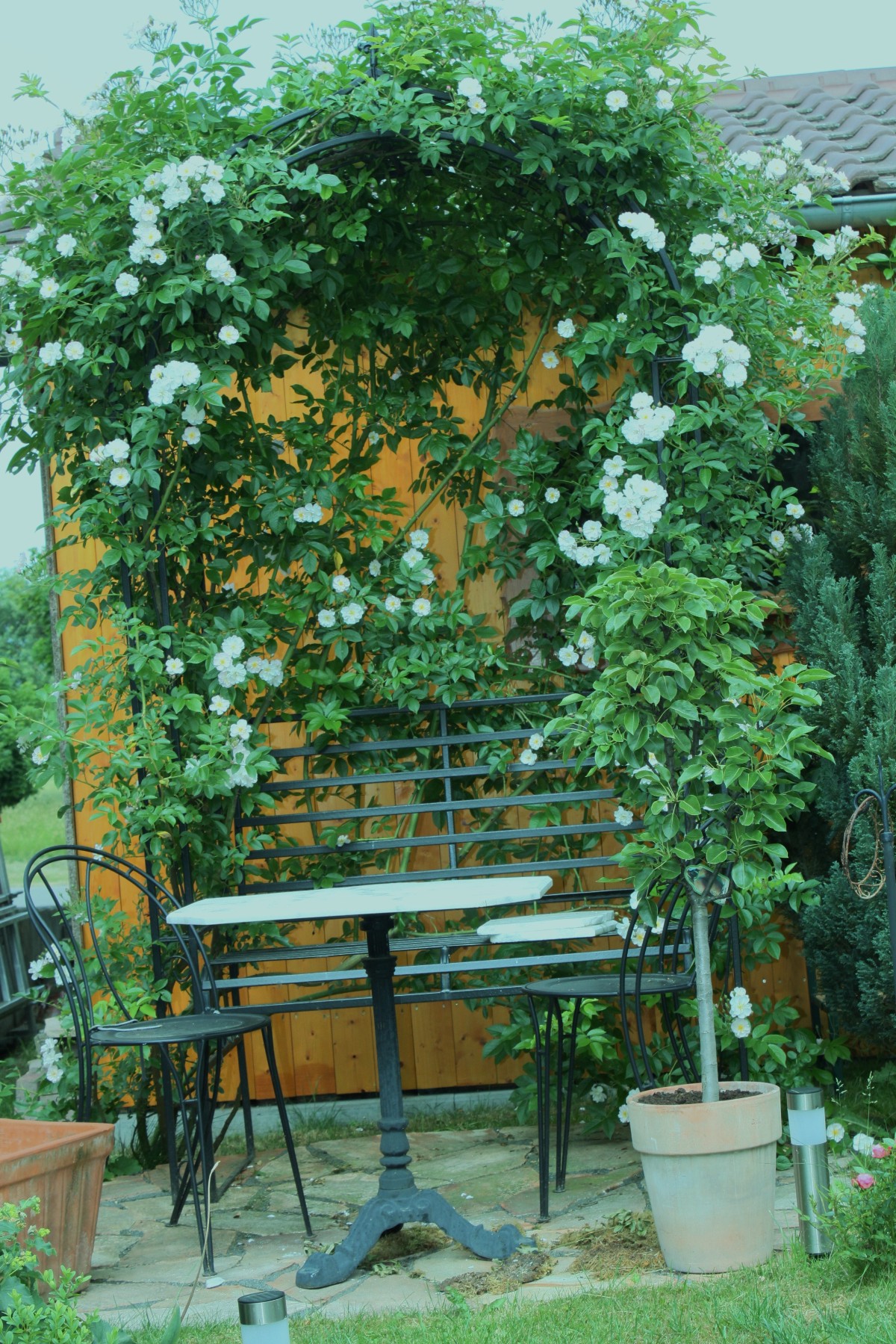 Rosenbogen im Garten Hirsch