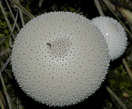 Gemmed Puffball (Lycoperdon perlatum)