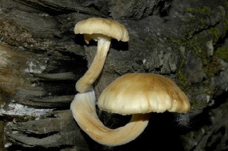 Meadow Mushroom (Agaricus campestris)