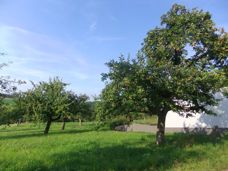 Prächtige Streuobstwiese